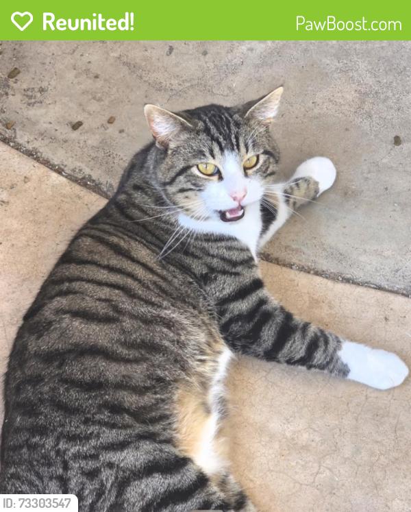 Reunited Male Cat last seen Odom Rd, Oklahoma City, OK 73139, USA, Oklahoma City, OK 73139