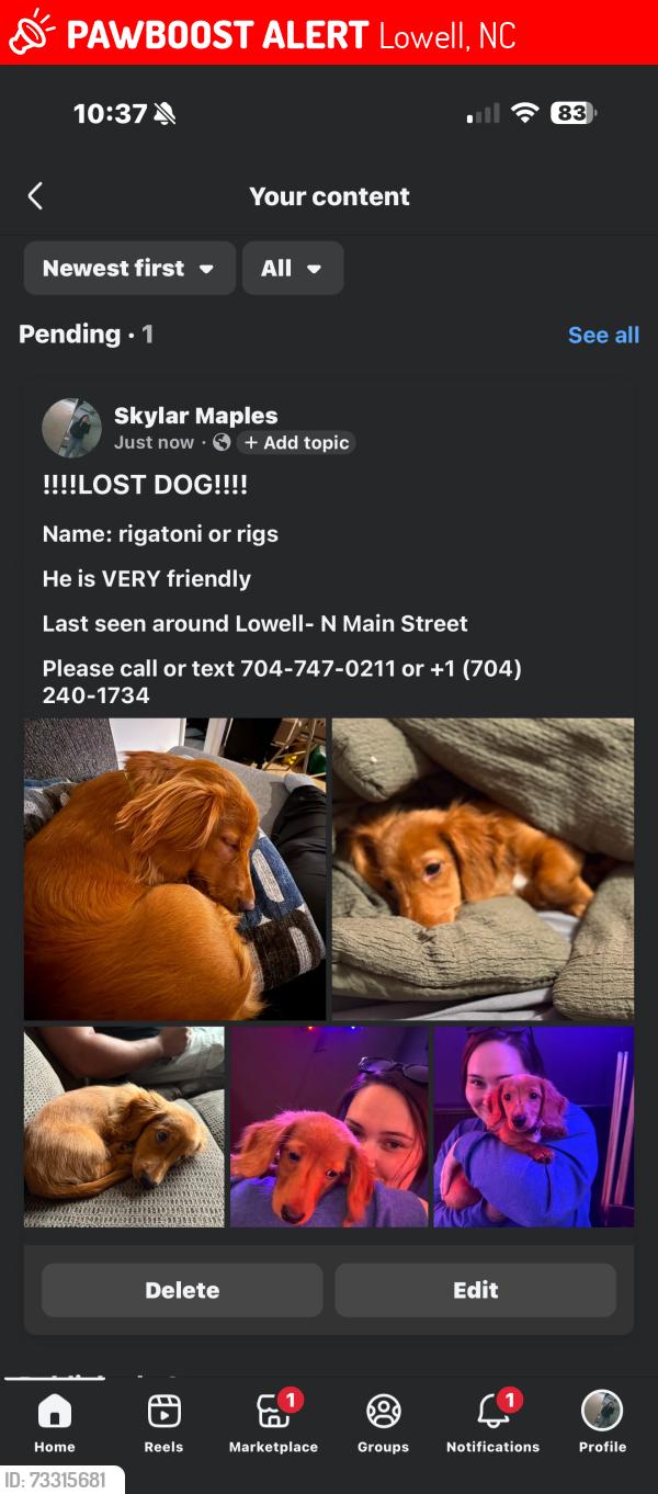 Lost Male Dog last seen N main st, Lowell, NC 28098