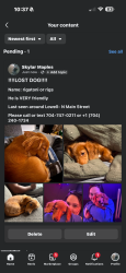 Lost Male Dog last seen N main st, Lowell, NC 28098