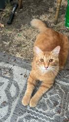 Lost Male Cat last seen G st & W 14th st Near Fremont Elementary, Antioch Middle, and Antioch High School, Antioch, CA 94509