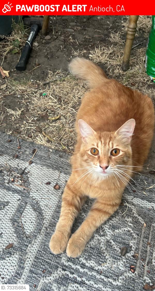 Lost Male Cat last seen G st & W 14th st Near Fremont Elementary, Antioch Middle, and Antioch High School, Antioch, CA 94509