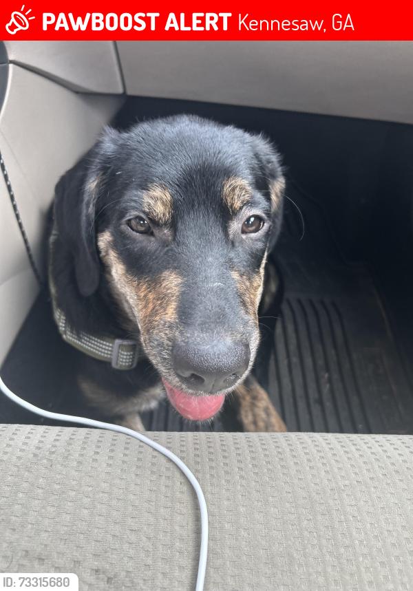 Lost Male Dog last seen He was seen running through the trees behind the group of buildings at the location listed, Kennesaw, GA 30144