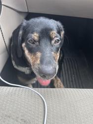 Lost Male Dog last seen He was seen running through the trees behind the group of buildings at the location listed, Kennesaw, GA 30144