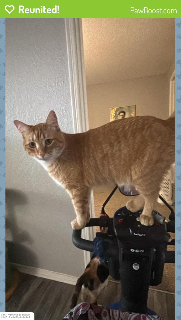 Reunited Male Cat last seen Jefferson on the Lake apmts, Olathe, KS 66062