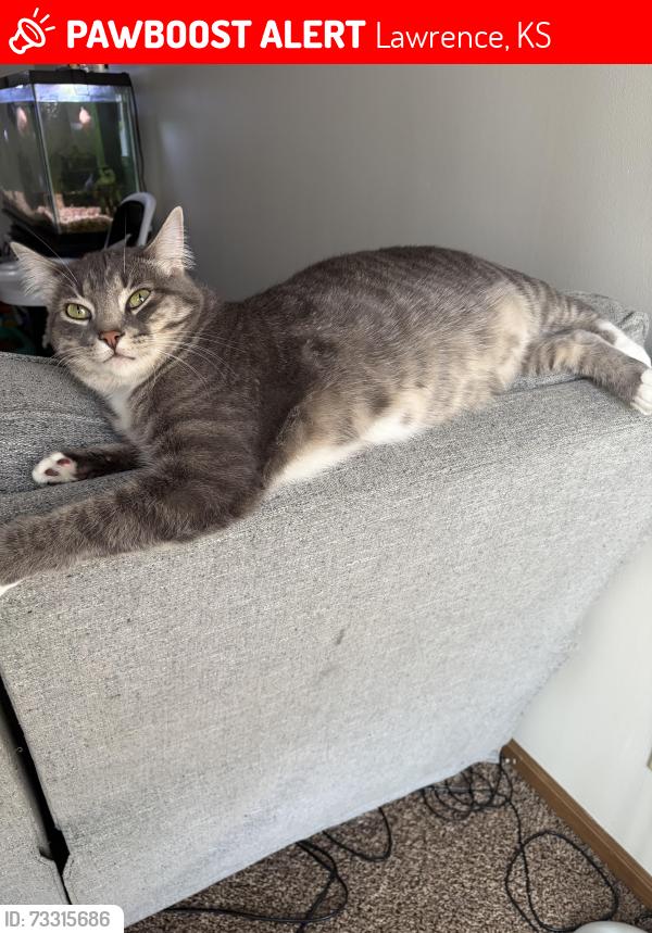 Lost Female Cat last seen Harper st, Lawrence, KS 66046