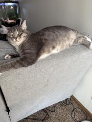 Lost Female Cat last seen Harper st, Lawrence, KS 66046