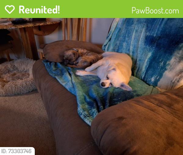 Reunited Female Dog last seen Glendale and Luscombe Drive, Toledo, OH 43614