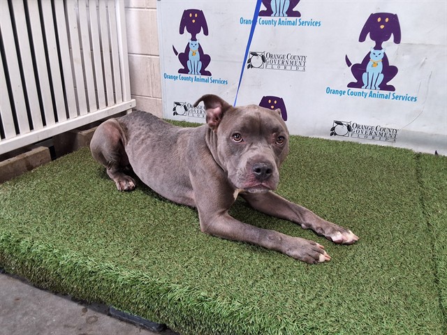 Shelter Stray Male Dog last seen , 2769 Conroy Rd, Orlando, FL 32839, USA