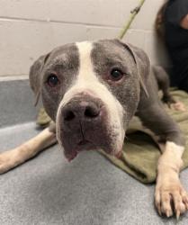 Shelter Stray Male Dog last seen Near, 2600 S Harding St, Indianapolis, IN 46221, USA