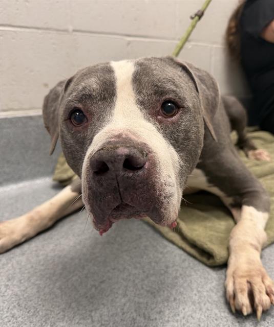 Shelter Stray Male Dog last seen Near, 2600 S Harding St, Indianapolis, IN 46221, USA