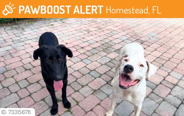 Found/Stray Female Dog last seen Near st and 172nd ave, Homestead, FL 33033