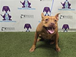 Shelter Stray Female Dog last seen , 2769 Conroy Rd, Orlando, FL 32839, USA