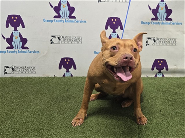 Shelter Stray Female Dog last seen , 2769 Conroy Rd, Orlando, FL 32839, USA