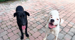 Found/Stray Female Dog last seen Near st and 172nd ave, Homestead, FL 33033