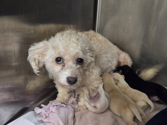 Shelter Stray Female Dog last seen , 1850 W 60th St, Los Angeles, CA 90047, USA