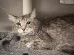Shelter Stray Female Cat last seen Near BLOCK W PEORIA AVE, 5501 E Van Buren St, Phoenix, AZ 85008, USA