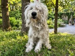 Shelter Stray Female Dog last seen , 957 N Gaffey St, San Pedro, CA 90731, USA