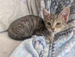 Shelter Stray Male Cat last seen CHARLOTTE, 8315 Byrum Dr, Charlotte, NC 28217, USA