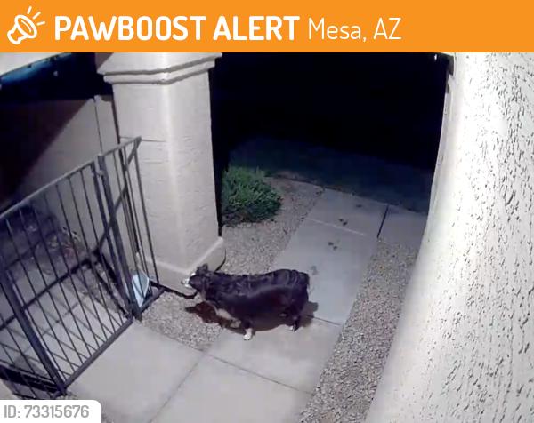 Found/Stray Unknown Dog last seen Center and Brown, Mesa, AZ 85201