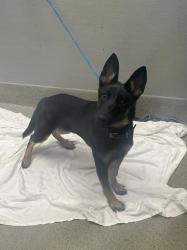Shelter Stray Male Dog last seen Near BLOCK W RENO AVE, LAS VEGAS NV 89118, 655 N Mojave Rd, Las Vegas, NV 89101, USA