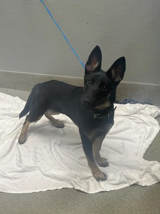 Shelter Stray Male Dog last seen Near BLOCK W RENO AVE, LAS VEGAS NV 89118, 655 N Mojave Rd, Las Vegas, NV 89101, USA
