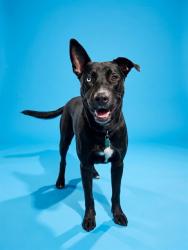Shelter Stray Male Dog last seen Near BLOCK MILL CREEK RD, 2020 Forest St, Jacksonville, FL 32204, USA