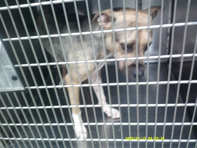 Shelter Stray Female Dog last seen ABANDONED AT OKAW 2811 SE 29TH ST, 2811 SE 29th St, Oklahoma City, OK 73129, USA