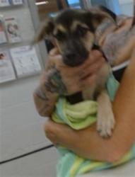 Shelter Stray Female Dog last seen FOUND RUNNING ON THE RIVER TRAIL BY MAY AND SW 8TH, 2811 SE 29th St, Oklahoma City, OK 73129, USA