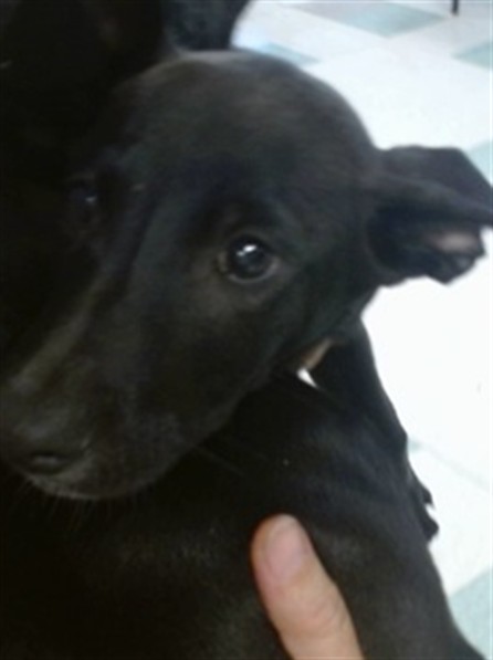 Shelter Stray Female Dog last seen SE 29TH/GRAND BLVD, 2811 SE 29th St, Oklahoma City, OK 73129, USA