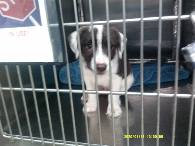 Shelter Stray Male Dog last seen ABANDONED AT OKCAW 2811 SE 29TH ST, 2811 SE 29th St, Oklahoma City, OK 73129, USA