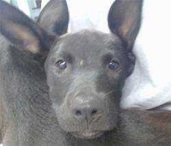 Shelter Stray Female Dog last seen SE 29TH/GRAND BLVD, 2811 SE 29th St, Oklahoma City, OK 73129, USA