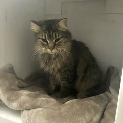 Lost Female Cat last seen Bird Ln near Northside Elementary, Waxahachie, TX 75165
