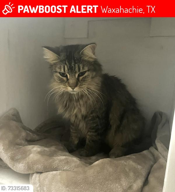 Lost Female Cat last seen Bird Ln near Northside Elementary, Waxahachie, TX 75165