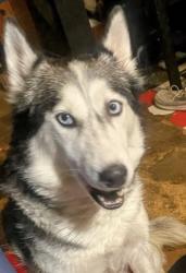 Reunited Female Dog last seen Downing Street, Thornton, CO 80229
