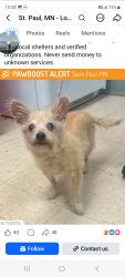 Reunited Male Dog last seen Isabel and livingston, Saint Paul, MN 55107