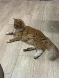 Reunited Unknown Cat last seen Near s lake park, Chicago, IL 60653