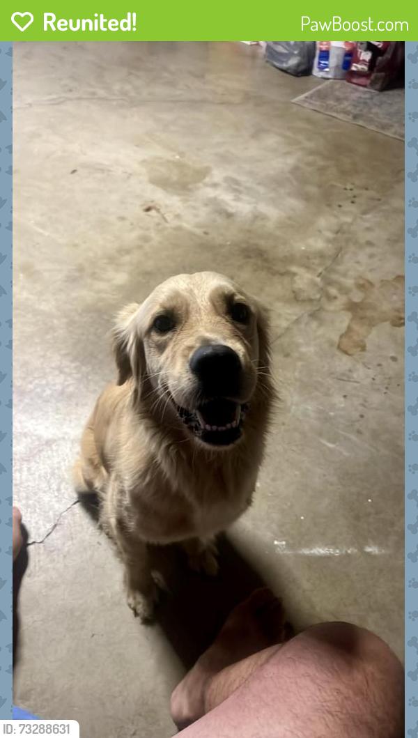 Reunited Female Dog last seen Saratoga Pl off Peyton CHINO HILLS CA, Chino Hills, CA 91709