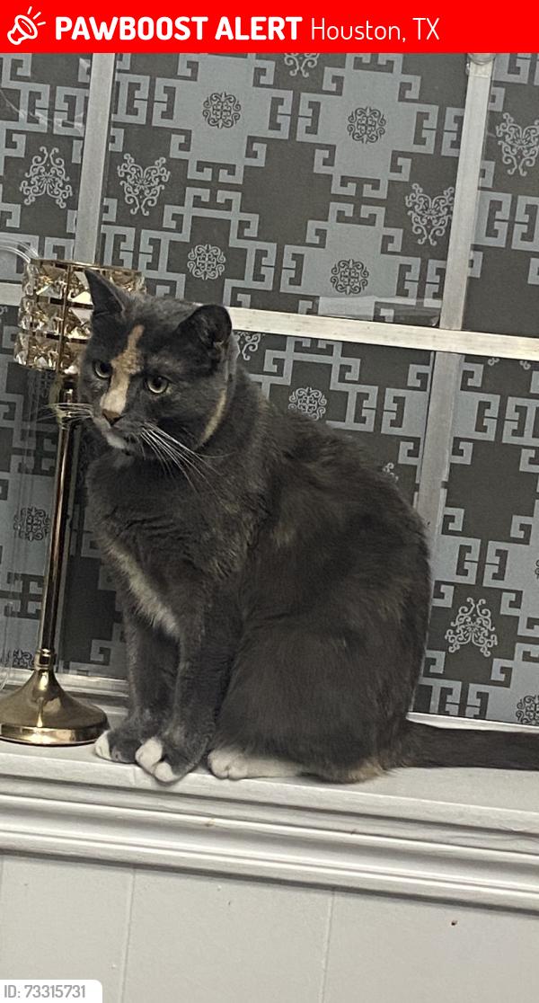 Lost Female Cat last seen San Clemente and geneva dr , 77066, Houston, TX 77066