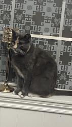 Lost Female Cat last seen San Clemente and geneva dr , 77066, Houston, TX 77066