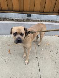 Reunited Male Dog last seen Near Hyde Park Dr, San Jose, CA 95136, USA, San Jose, CA 95136