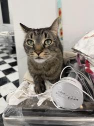 Lost Male Cat last seen NE 44 St and NE 2nd Avenue, Miami, FL 33137