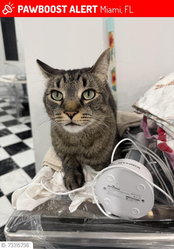 Lost Male Cat last seen NE 44 St and NE 2nd Avenue, Miami, FL 33137