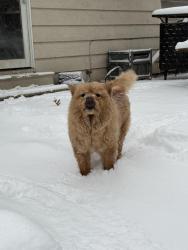 Lost Female Dog last seen Midland and woodland, Joliet, IL 60436
