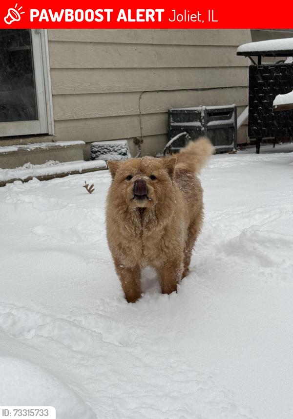Lost Female Dog last seen Midland and woodland, Joliet, IL 60436