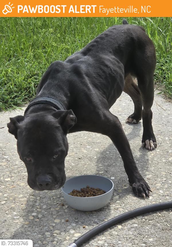 Found/Stray Male Dog last seen Bailey Lake Rd/ Bingham Dr, Fayetteville, NC 28304