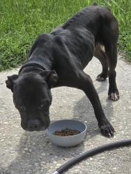 Found/Stray Male Dog last seen Bailey Lake Rd/ Bingham Dr, Fayetteville, NC 28304