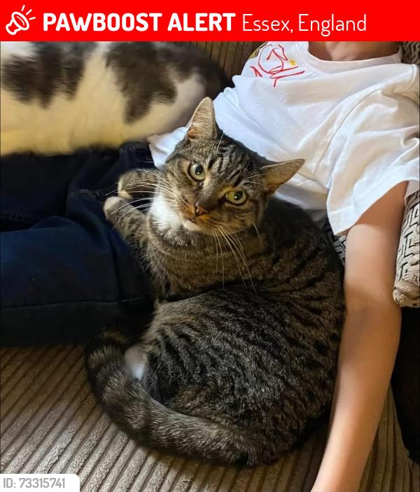 Lost Female Cat last seen Hythe community centre, Essex, England 