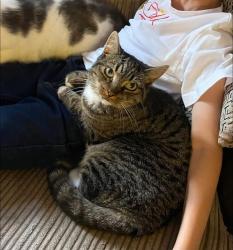 Lost Female Cat last seen Hythe community centre, Essex, England 