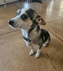 Reunited Female Dog last seen Lamb/sahara or lamb/charleston, Las Vegas, NV 89104