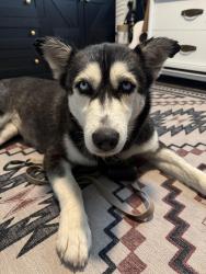 Found/Stray Female Dog last seen Indian School & Scottsdale Rd, Scottsdale, AZ 85251